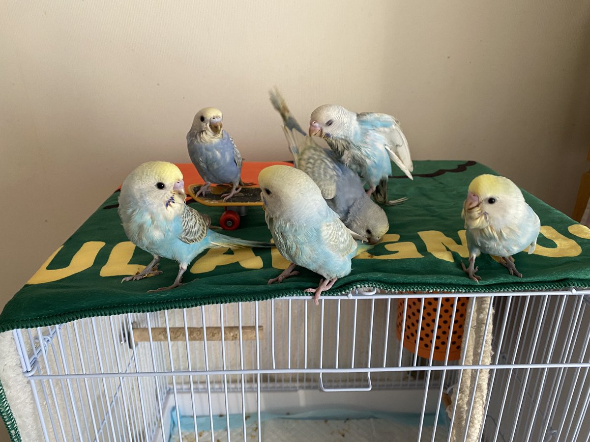 セキセイインコ