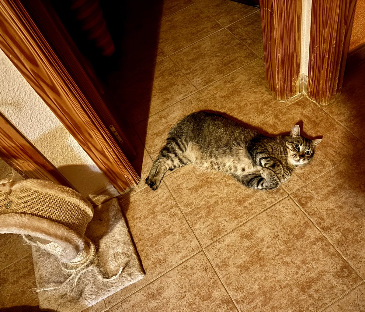 No es porque sea lunes, siempre que pasamos por aqui, caemos desmayados, y es que justo por debajo de esta baldosa pasan los tubos de la calefacción y esta supercalentita

#hechoamano #catlover #regalosoriginales #regalopersonalizado