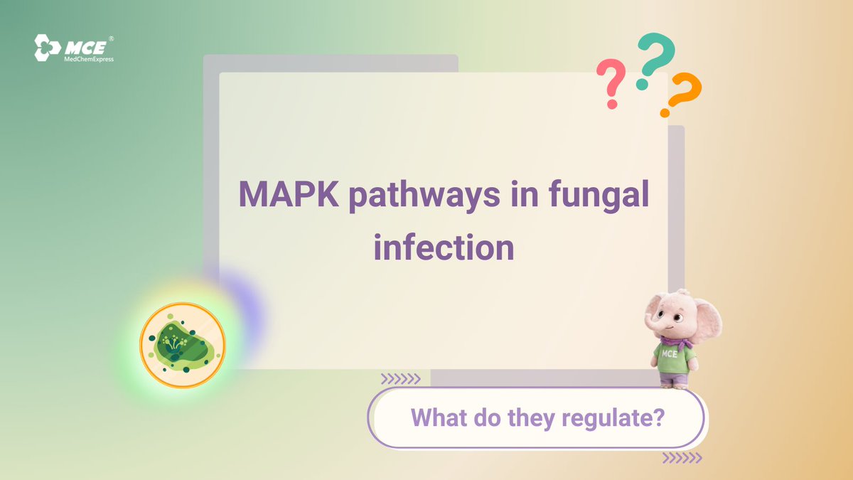 MCE_US's tweet photo. ❓Tech Q&A | #Fungal #MAPK pathways (e.g. #Hog1, #Cek1) are key regulators of pathogenesis, immune recognition, and cellular adaptation.
They influence:
🔸Cell cycle control
🔸Metabolic regulation: controlling #lipid homeostasis and respiratory metabolism
🔸Morphogenesis: regulating fungal dimorphism and structural transitions
🔸Host interaction: modulating cell-wall mannose exposure to affect immune recognition
📑PMID: 17715363; 27191378; 28111572; 33321998; 19202089; 40333127
#CellCycle #Microbiology #Homeostasis