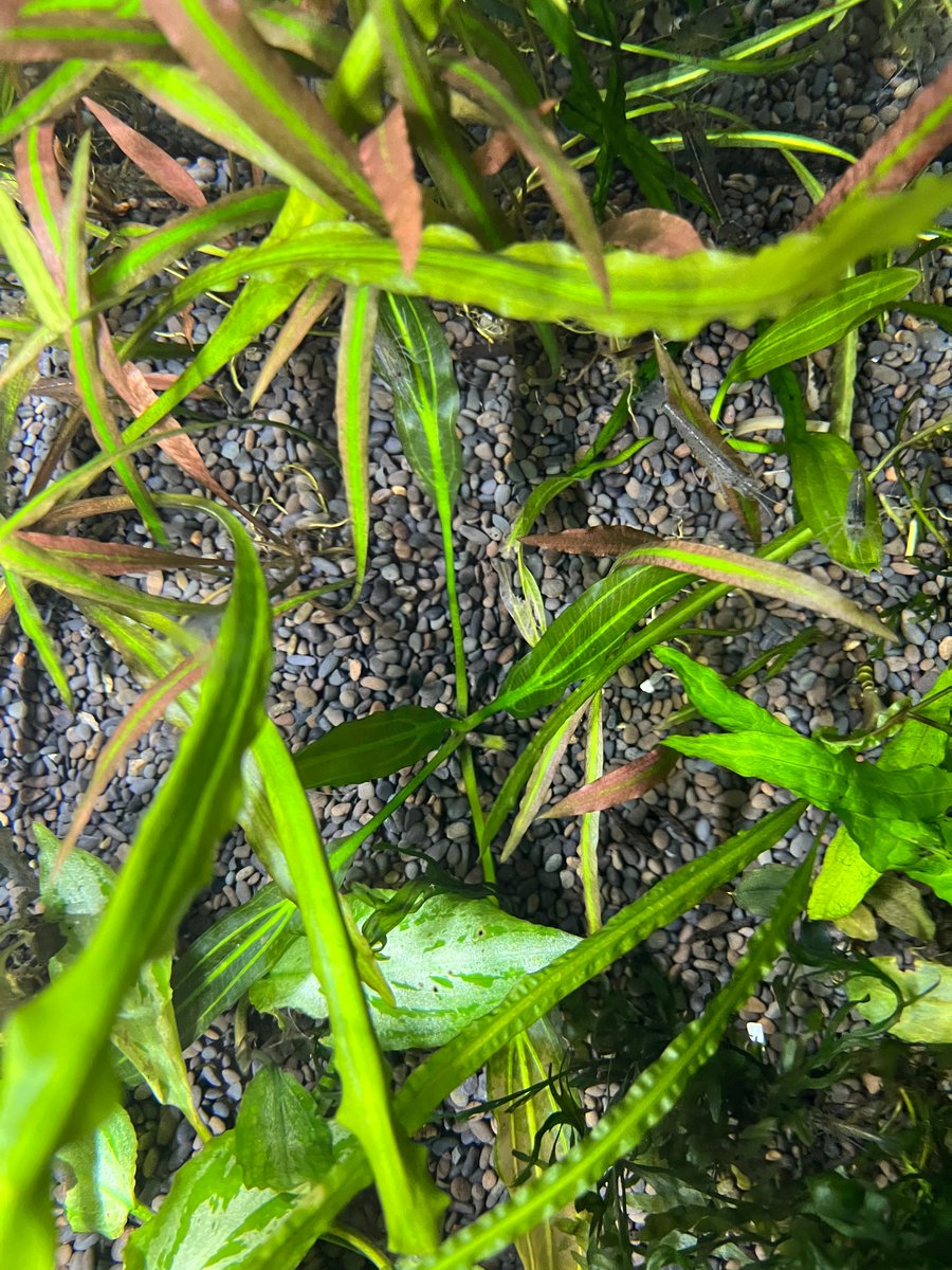 エキノドルス座標軸とサイサリス。 このエキノなんか思うようにいか