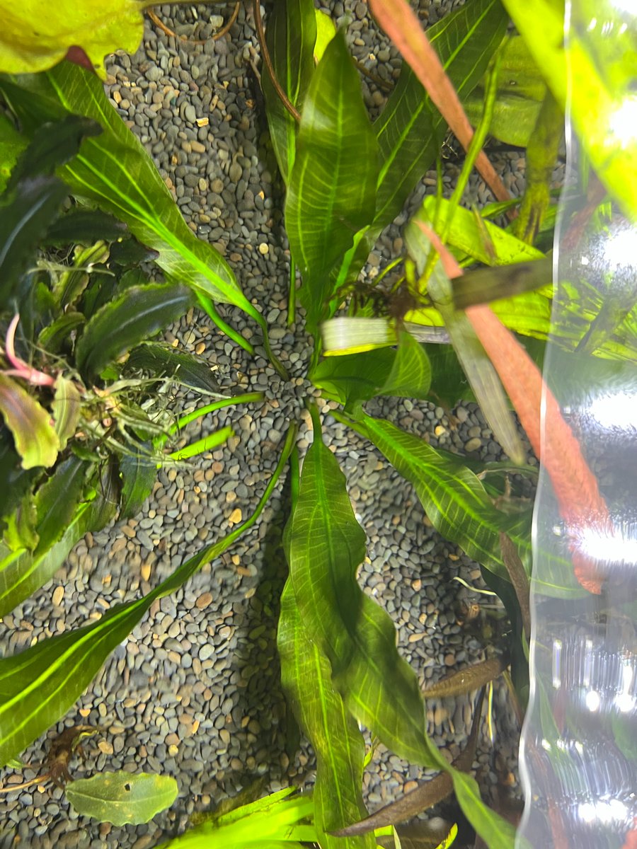 エキノドルス座標軸とサイサリス。 このエキノなんか思うようにいか