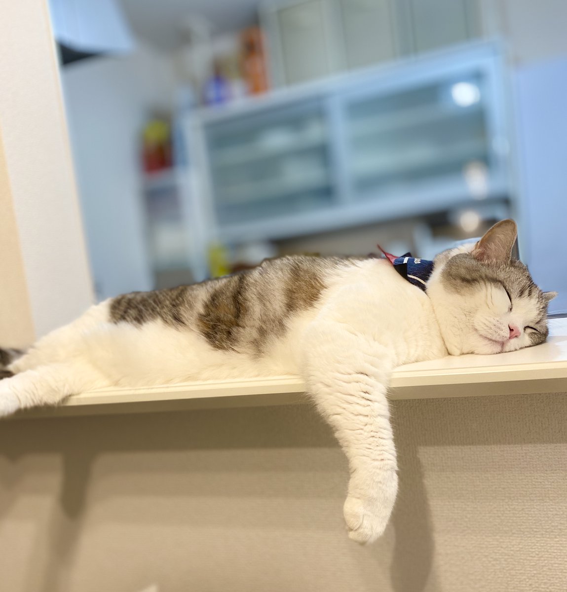 お名前セーラーオーダー★本日まで

minne.com/@at-mam