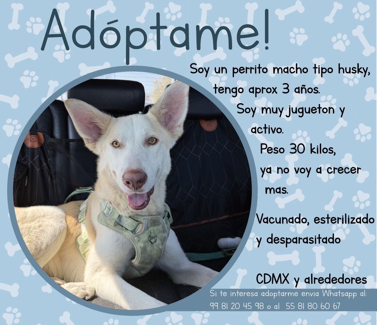 En apoyo a los perritos, por favor, ayuda difundiendo ❤️🐾