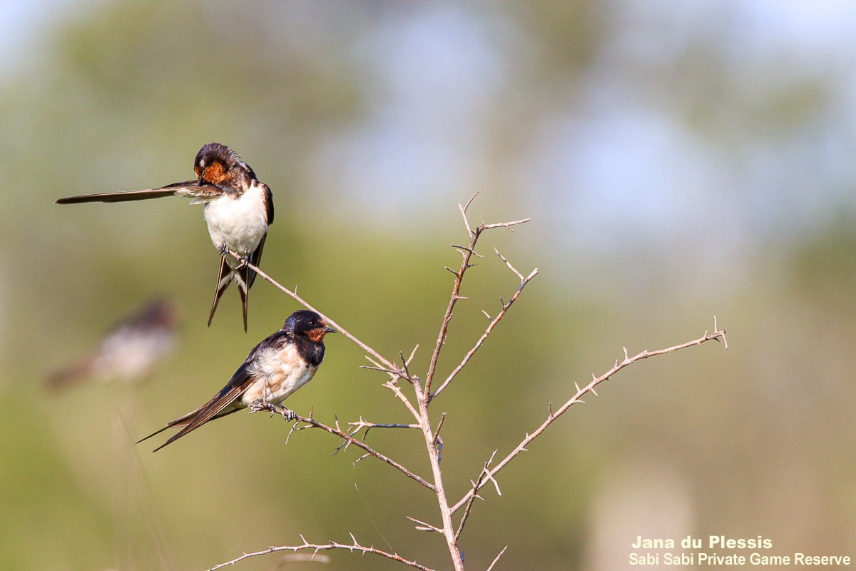 SabiSabiReserve's tweet image. The Barn Swallow, a summer-breeding migrant, graces safaris from Oct–May before migrating globally. These social aerial hunters spend their days swooping for insects, feeding themselves and their young. #bird #birding #birdlife