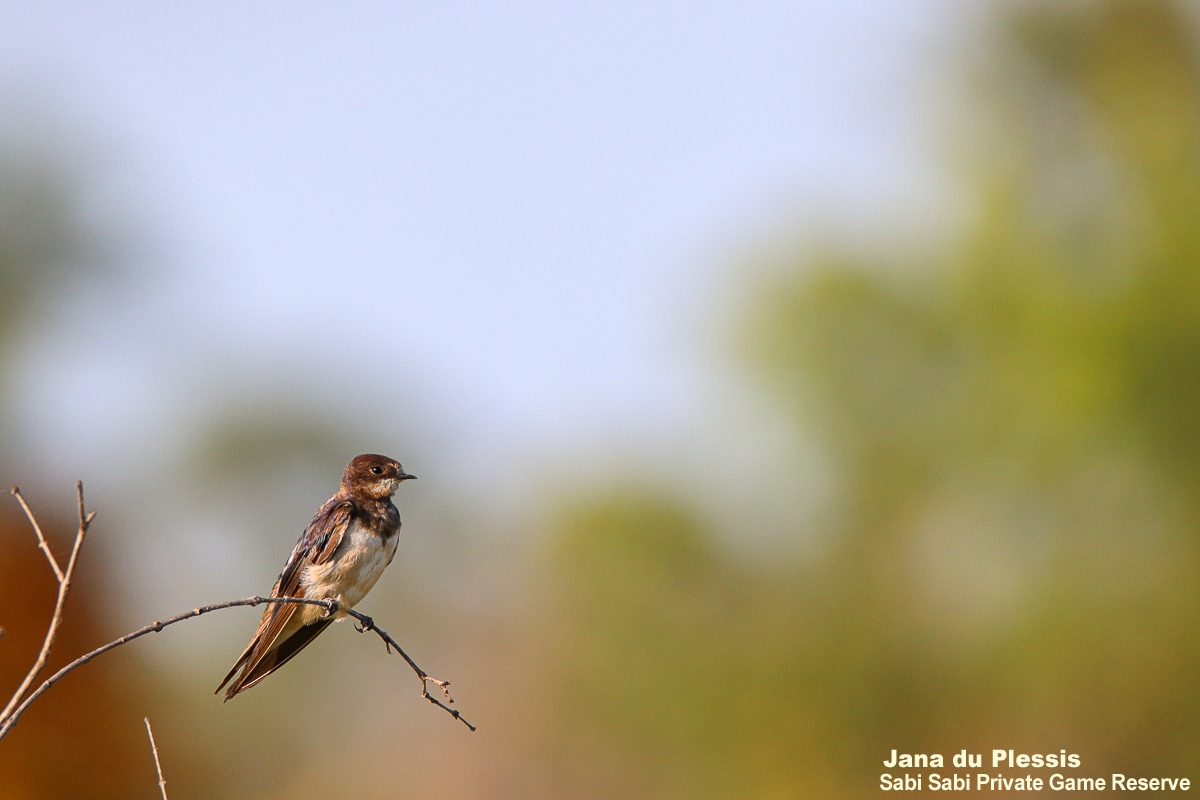 SabiSabiReserve's tweet image. The Barn Swallow, a summer-breeding migrant, graces safaris from Oct–May before migrating globally. These social aerial hunters spend their days swooping for insects, feeding themselves and their young. #bird #birding #birdlife