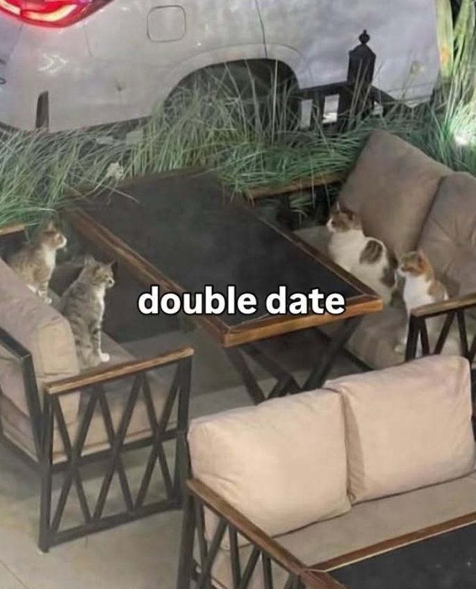 Cool Cat Society tweet media