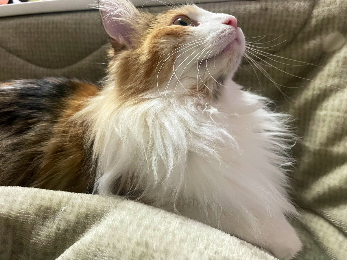 最近とても甘えん坊なにゃんこ🐈

1番目が大きくて美人さんです☺️