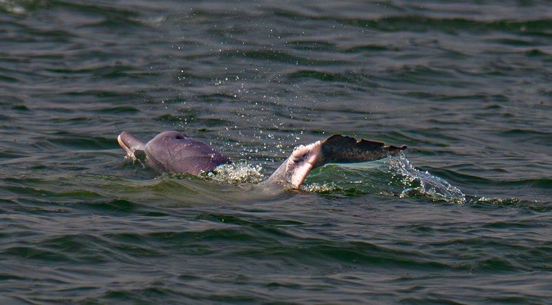 Prem Kumar Jha tweet media