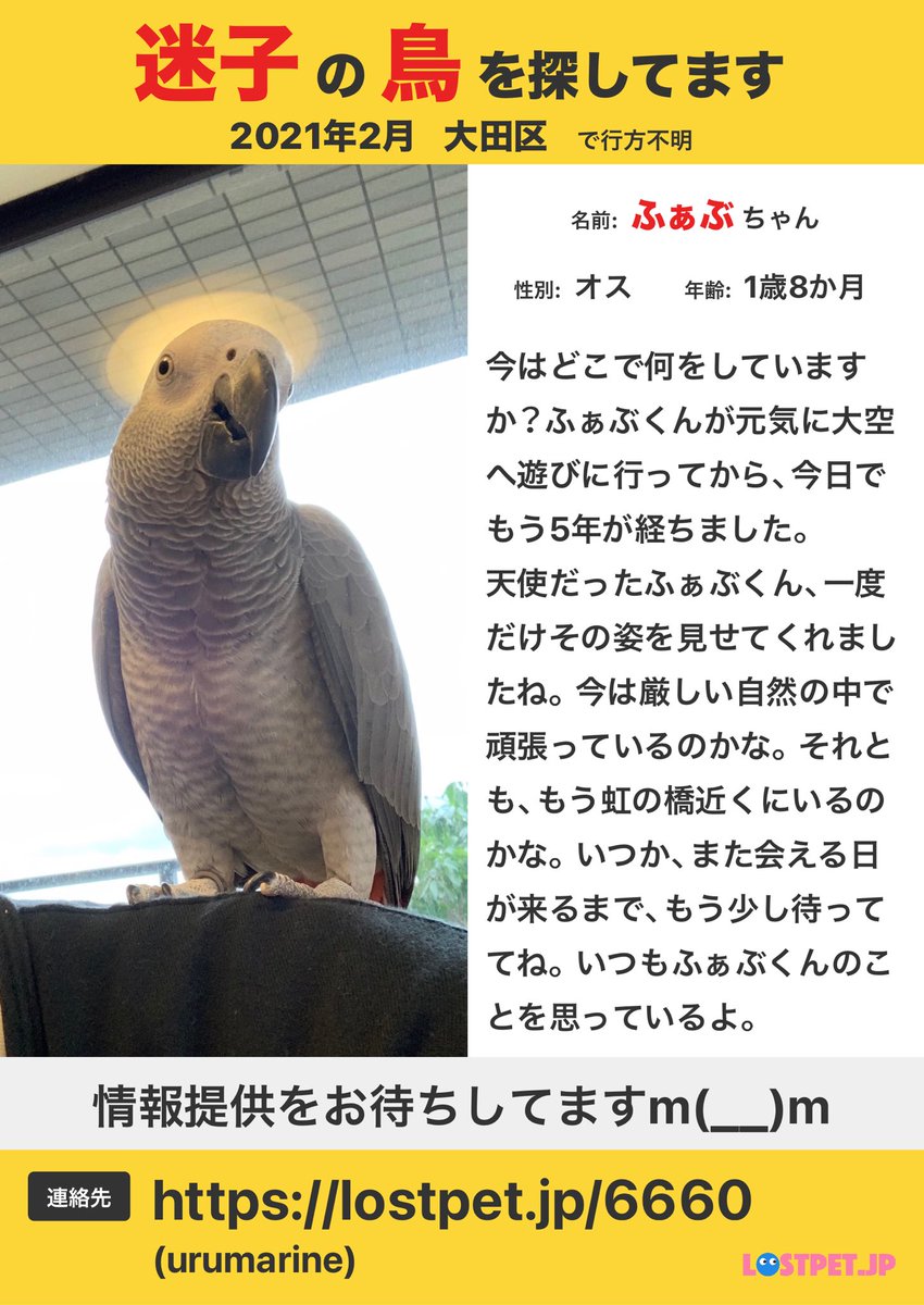 ★オウムスタンド新作‼️見本品‼️{コメント用}❗ ヨウム