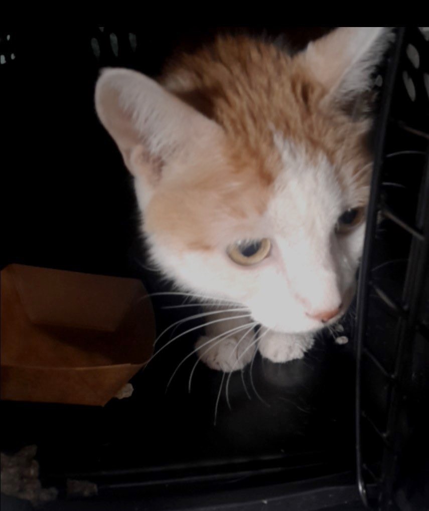 sachikoko's tweet photo. 🥳🎊RESCUED! 10YO Senior White &amp; Orange Tabby Kitty "SUNNY" is safe!🎊🥳
💗TY 4 Pledging &amp; Sharing💗
👏🏽😺TY Animals Are Forever, Inc.
*2 honor your pledge/donate:
▶️PayPal email: animalsareforeverny@gmail.com
*Note 4 Sunny
▶️Link: https://t.co/LLEgd5s9dr
🥳Freedom Pic https://t.co/Hjg8GqHWrb