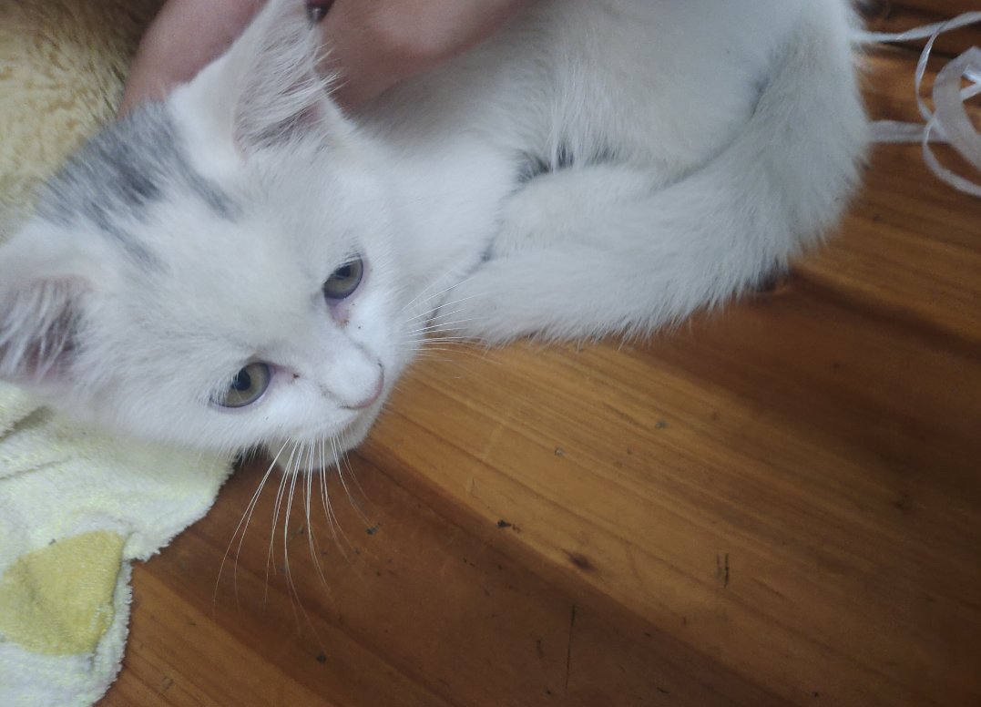 季小喵🍥 tweet media