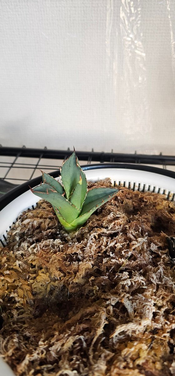 Post by だい on X: オアハカ子株発根