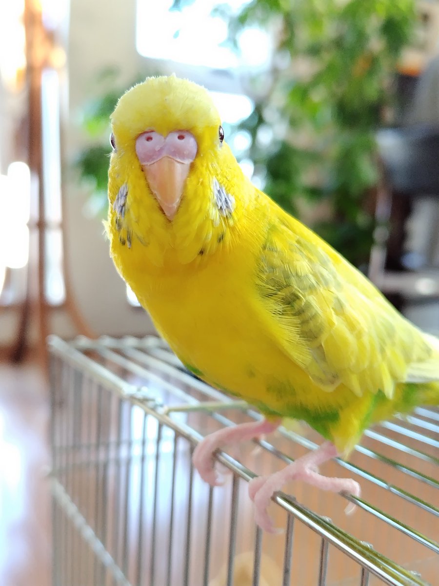 正面顔🐥