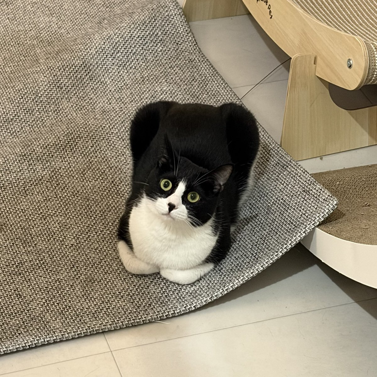 봉구네 김밥이 tweet media