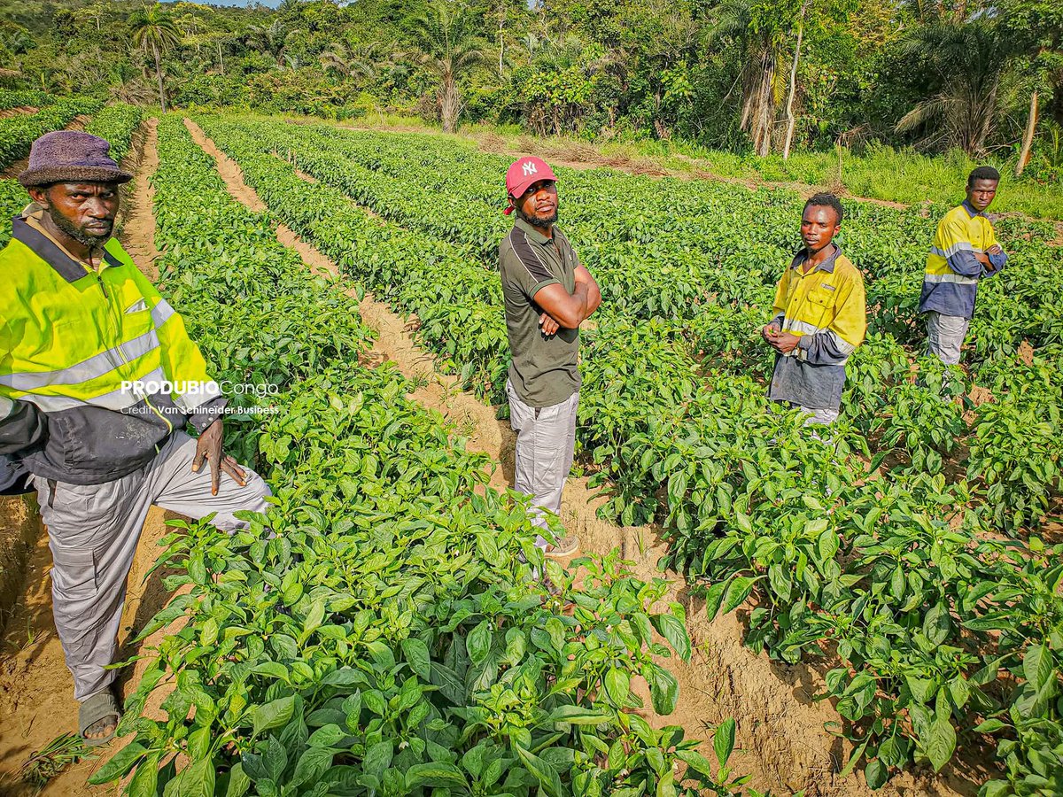 Produbio Congo tweet media