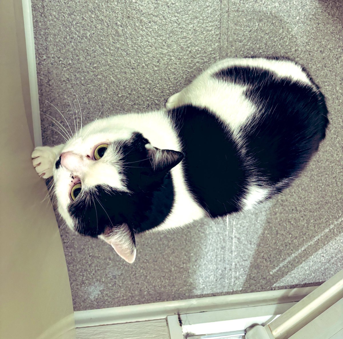 最近、鳴き方がメーとか昨日ワンって言ったの茶々丸ホントに猫なのかい