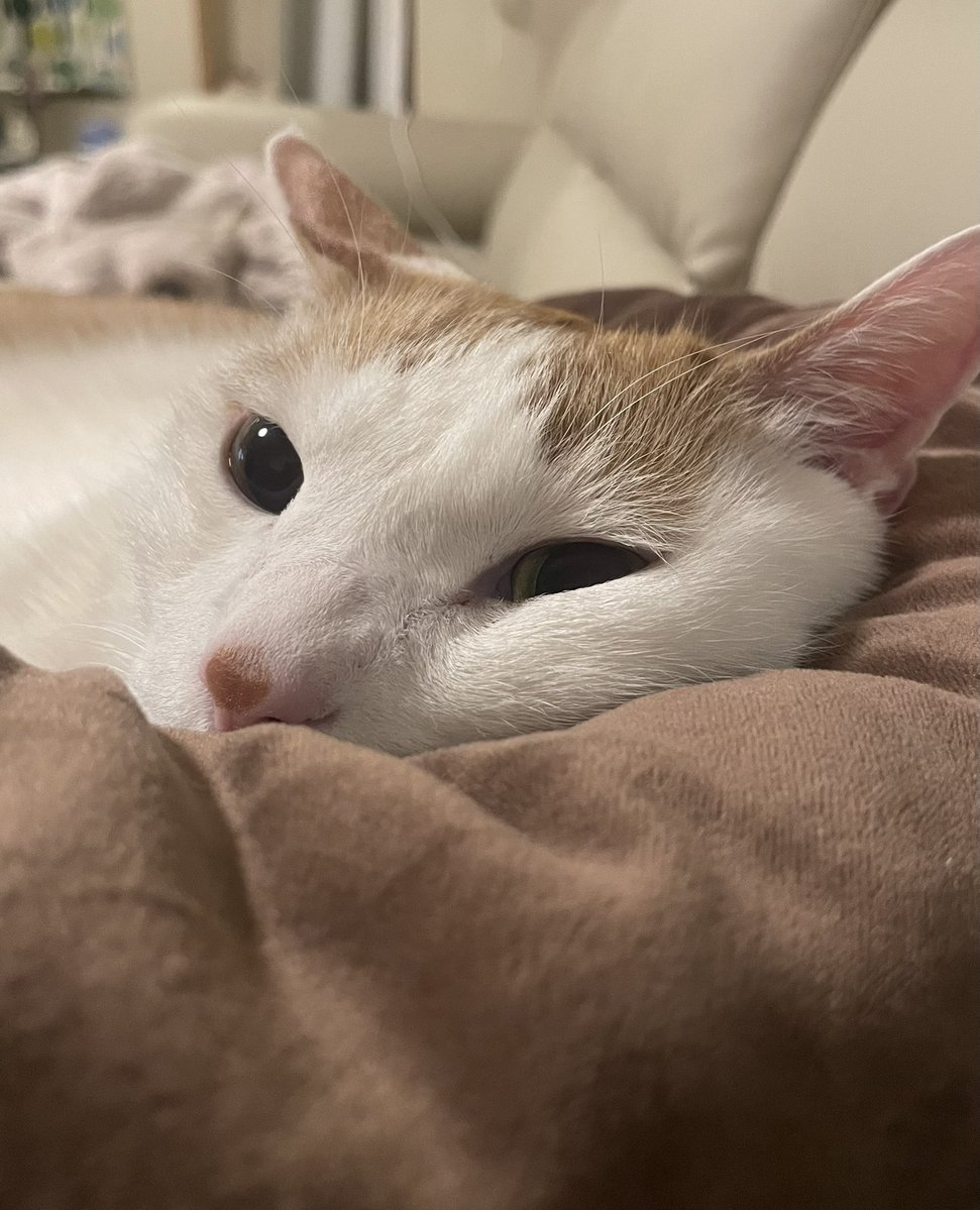 ネコとネコとネコ＋α (@neko_neko0222) / Posts / X