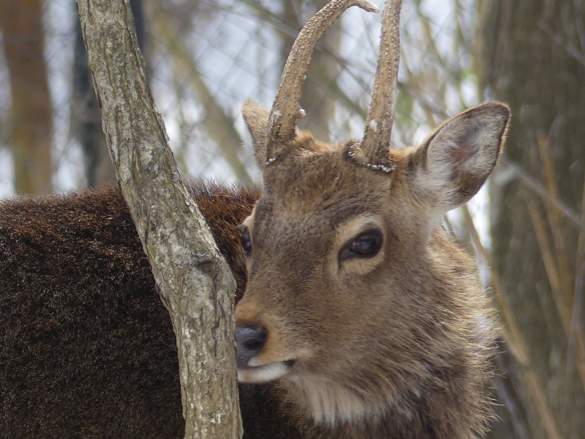 美男美女のペア✨ 鏡毛もそれぞれ特徴的💡 盛岡市動物公園 ニホンジカ