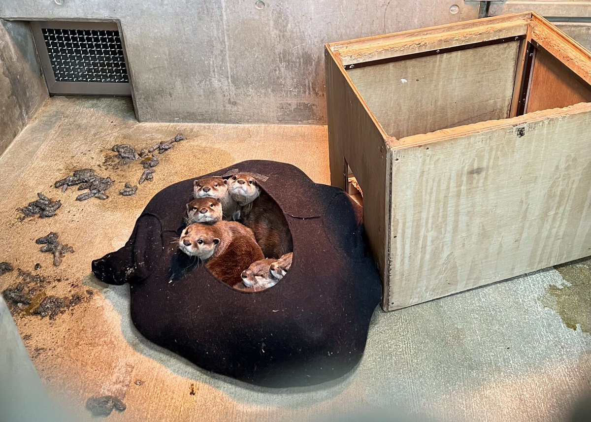 𝕟𝕪𝕒𝕟🕊 (@nyan_22) / Posts / X