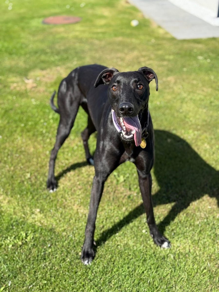 RAVEN missing #Orkney #Scotland 🏴󠁧󠁢󠁳󠁣󠁴󠁿 
It’s been a week now, popped out for wee with her buddy and has vanished 

PLEASE ANYONE IN AREA - 👀 FAMILY ARE VERY CONCERNED TY 
<a href="/OrkneyLibrary/">Orkney Library</a> <a href="/OrkneyCouncil/">Orkney Islands Council</a> <a href="/bbcorkney/">BBC Radio Orkney</a> <a href="/Orkneybrewery/">The Orkney Brewery</a> <a href="/OrkneySnp/">SNP Orkney</a> <a href="/OrkneyNewsToday/">Orkney News Today</a> <a href="/OrkneyClimbing/">Orkney Climbing Club</a> <a href="/02031961pat/">pat faulkner</a>