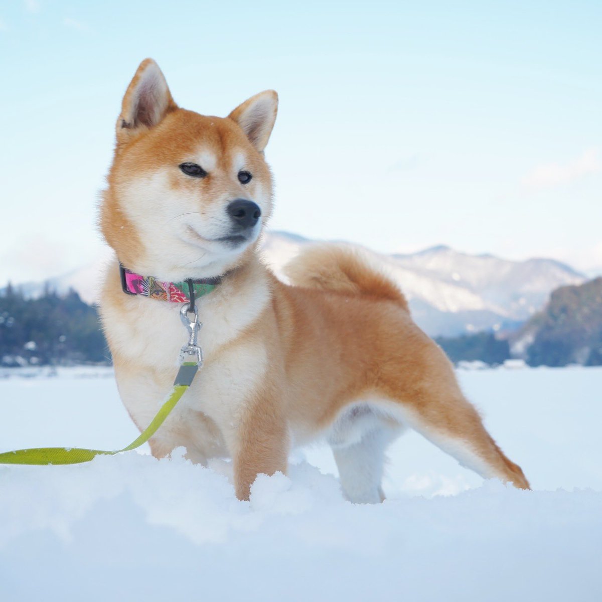 naoki_hamaguchi's tweet photo. 智頭町は大雪 https://t.co/cBVrjiVmSm