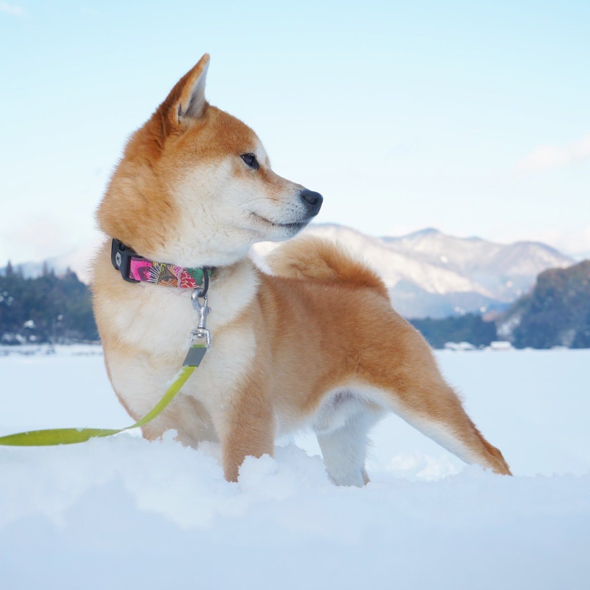 naoki_hamaguchi's tweet photo. 智頭町は大雪 https://t.co/cBVrjiVmSm