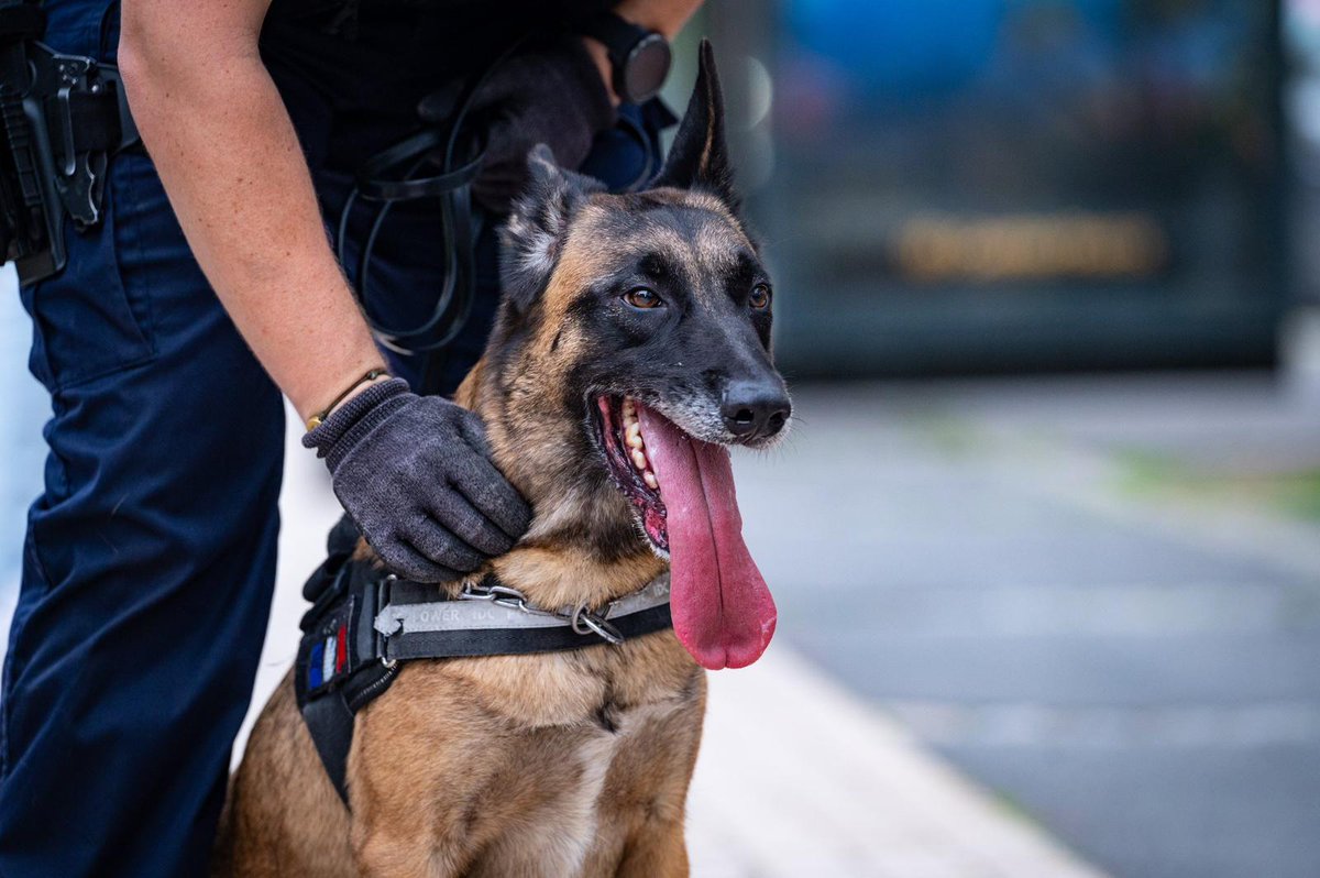 Image de Préfecture de Police - Samedi, à #Créteil, lors d'une opération avec le chien 🐶 #antistups, ce dernier marque la porte d'u