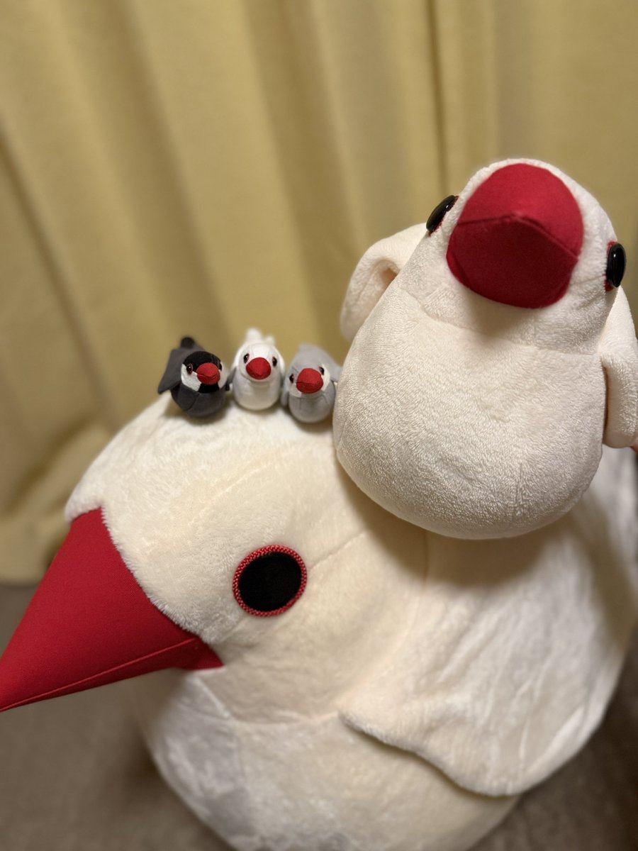 mame8fuku's tweet photo. 週末に急遽❄️
#文鳥とまるまる展
東京に行ってきました☺️

まめちゃんが好きだった白文鳥さん
ついに1番大きい文鳥さんをお迎え🌸

新幹線で大阪まで！💪

まさよさん　ありがとうございました🥰
@hina_chan29 https://t.co/TiyT8ITJFl