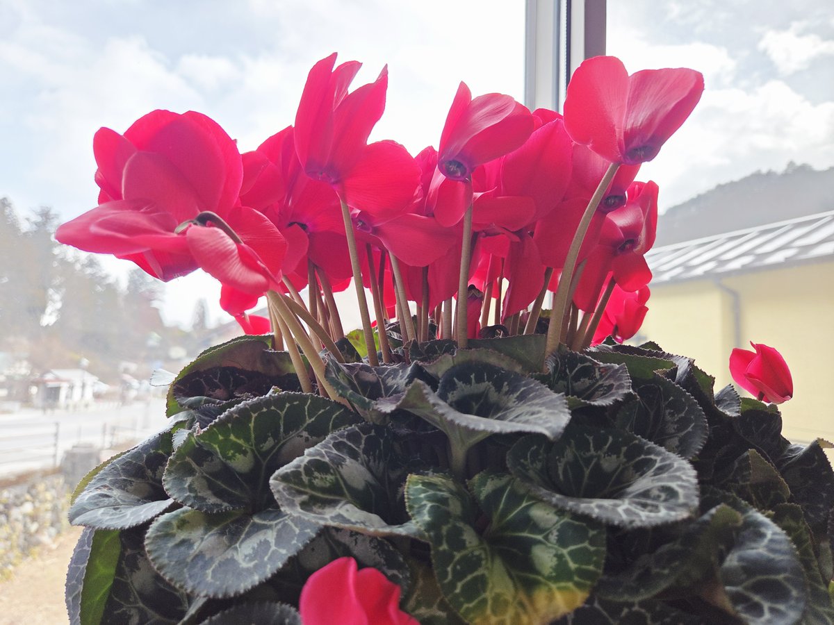 おはようございます🍀🌙

2026年2月10日(火)
天気：晴れときどきくもり
最高気温：9℃

🍴週替わりランチ🍴
ハニーマスタード唐揚げ

11:30～15:00まで
(ラストオーダー14:45)

本日もよろしくお願いいたします！

#カフェ  #ゆば
#日光市 #日光