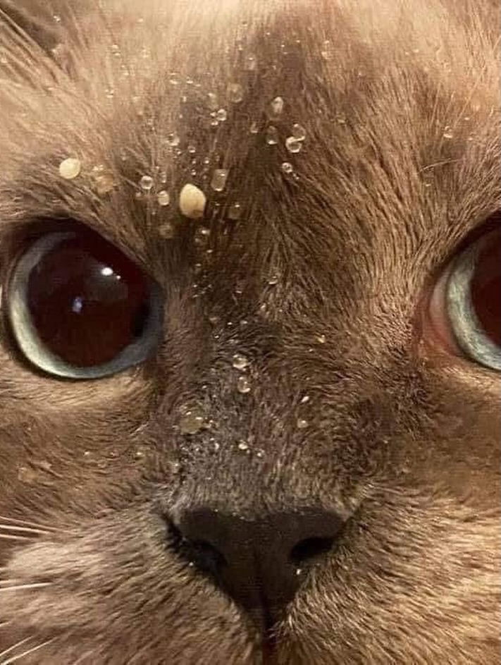 🅶🅾🆁🅺 tweet media