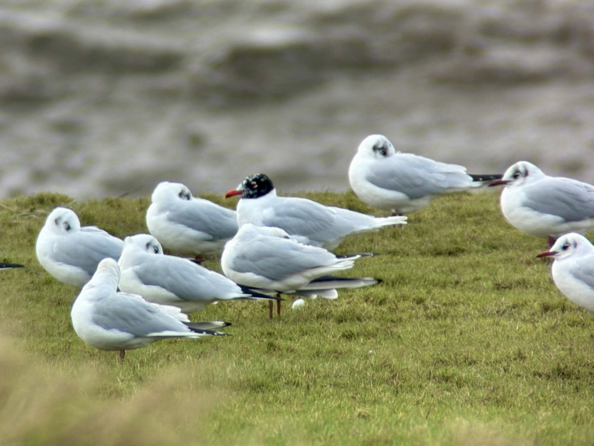 Stuart's birding tweet media