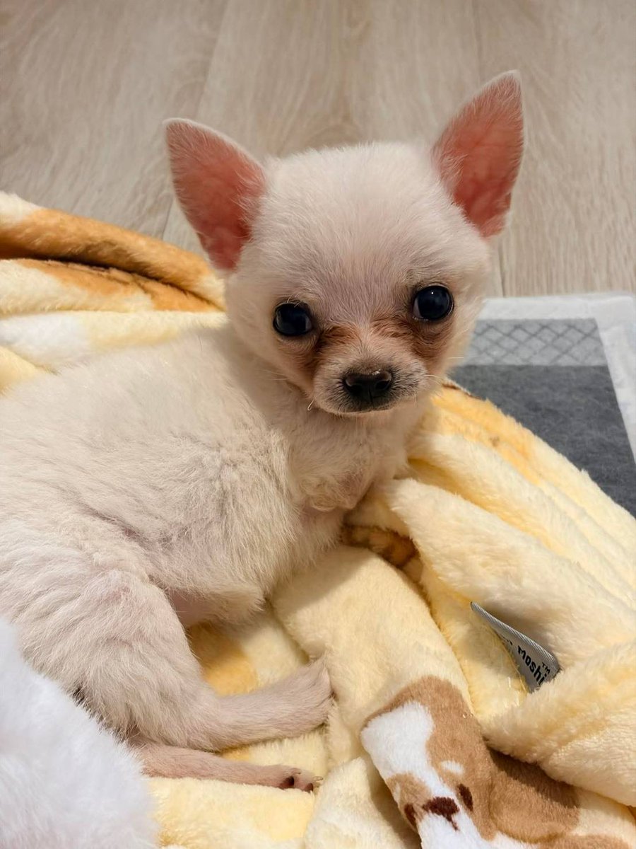 มันคือความสุขที่ไม่ใช่AIเลยค่ะ.. สองขาหลังก็สู้ทุกสิ่ง