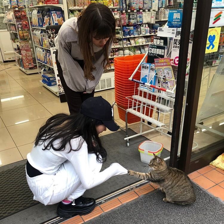 PunchingCat's tweet photo. https://t.co/82tg01D0nF