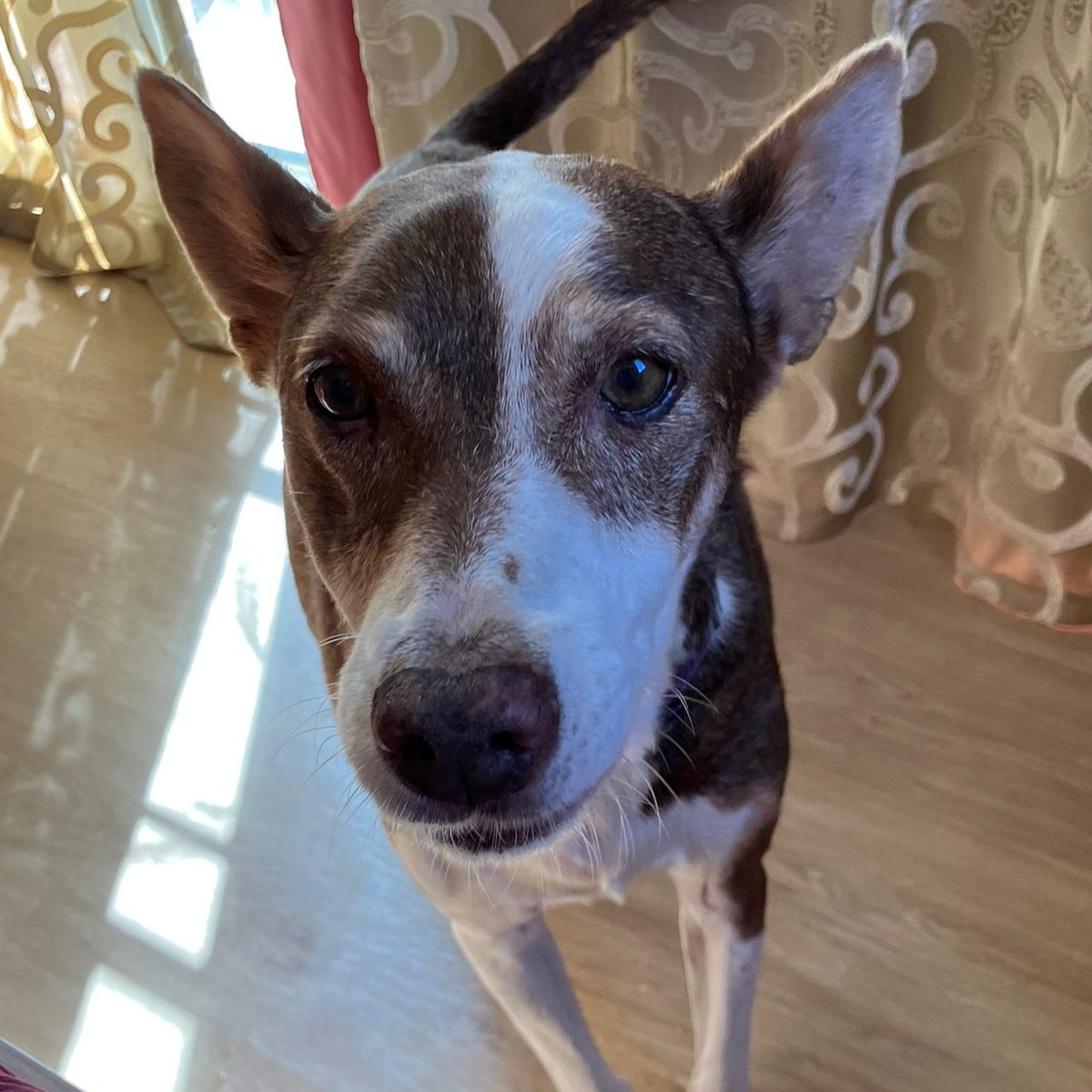 #MÁLAGA
Este precioso podenquito de 16 kg y 12 años es #ISCO;  la definición de la bondad.
Es un experto en la vida: se lleva de maravilla con otros perros y en casa es un auténtico caballero, educado y tranquilo.

Solo busca un rincón calentito, cariño y tranquilidad

Puede