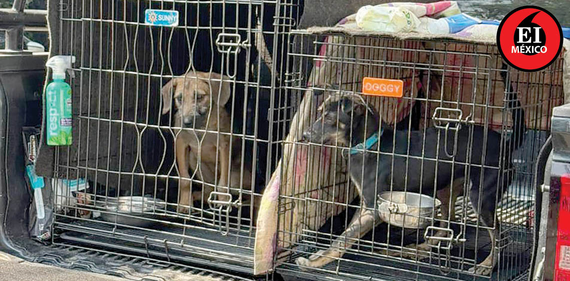 ElInformanteMX's tweet photo. #Operativo en la @AlcCuauhtemocMx confirma #CondicionesAdecuadas de #animales en #adopción
Se revisó a 53 #AnimalesDeCompañía pertenecientes a 12 #asociaciones y #RescatistasIndependientes.
Tag: @AlessandraRdlv
https://t.co/zTcocoRkYT https://t.co/dsrxvc1zM6