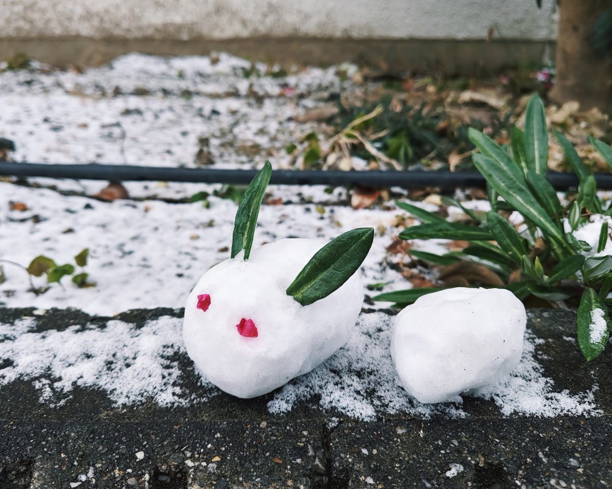 【つぶやき】
自宅からスプーン持って出掛けて雪うさぎ作ってたら、小学生くらいの男の子が「うさぎすげーーー‼️」「スプーン⁉️そっかスプーン使うと良いのか‼️」「雪だるまガチ勢じゃん‼️」って、彼の中の言葉を総動員して褒めてくれて大変に可愛かったです