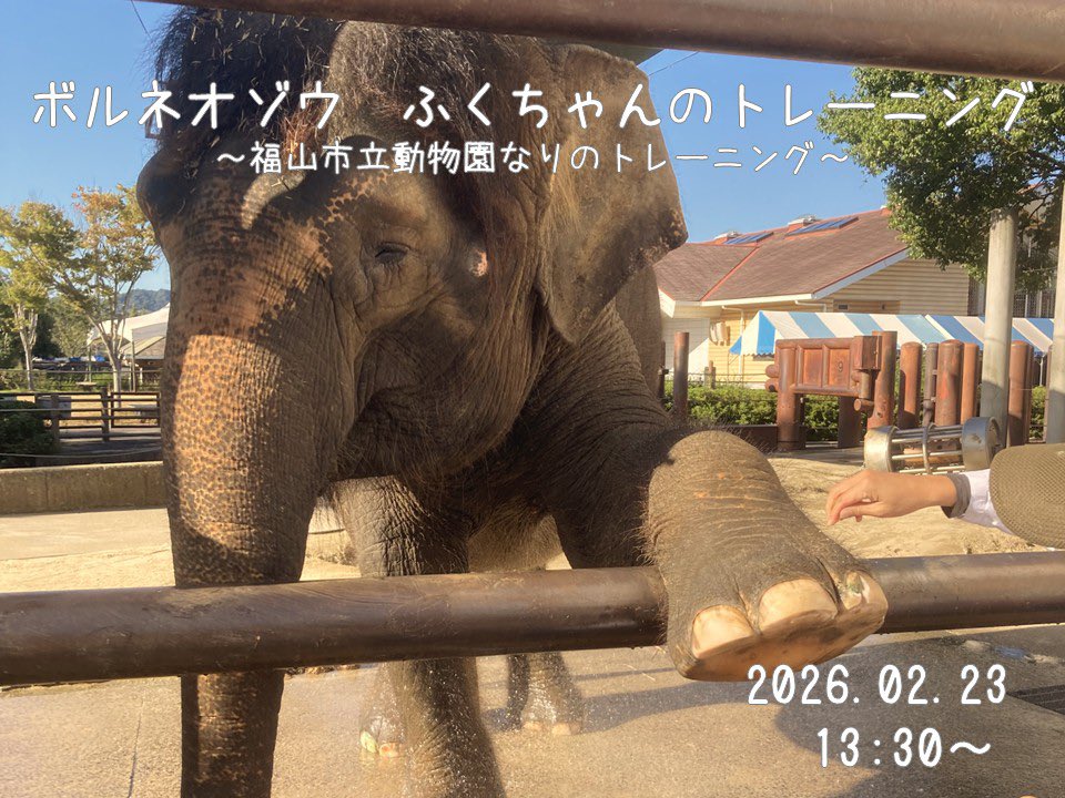 FukuyamaZoo's tweet photo. 有料オンラインイベント「ボルネオゾウふくちゃんのトレーニング〜福山市立動物園なりのトレーニング〜」を2月23日（月・祝）に開催します！

今回は当園の #ボルネオゾウ #ふくちゃん のトレーニングにクローズアップ🔎
みなさまのご参加をお待ちしています！

販売▼
https://t.co/HGe22qGN1v https://t.co/x11ktwluP6