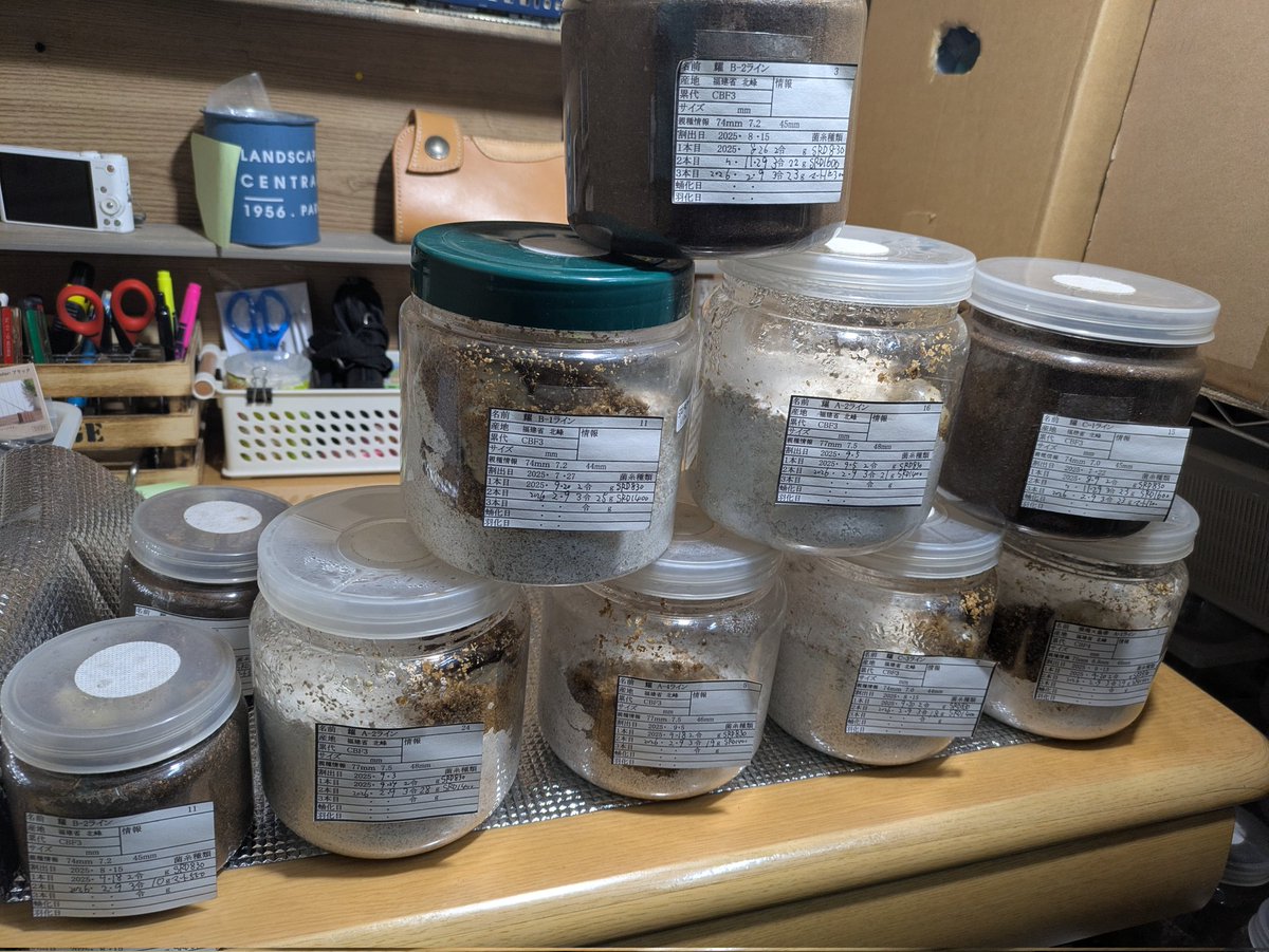 本目はBASEにYGを出したり、ホペイの交換です。ホペイはオス2本目で19g〜29gでやや小さ目ですが弱めの菌床と、最終はマットで不全防止してるので致し方ないですね。