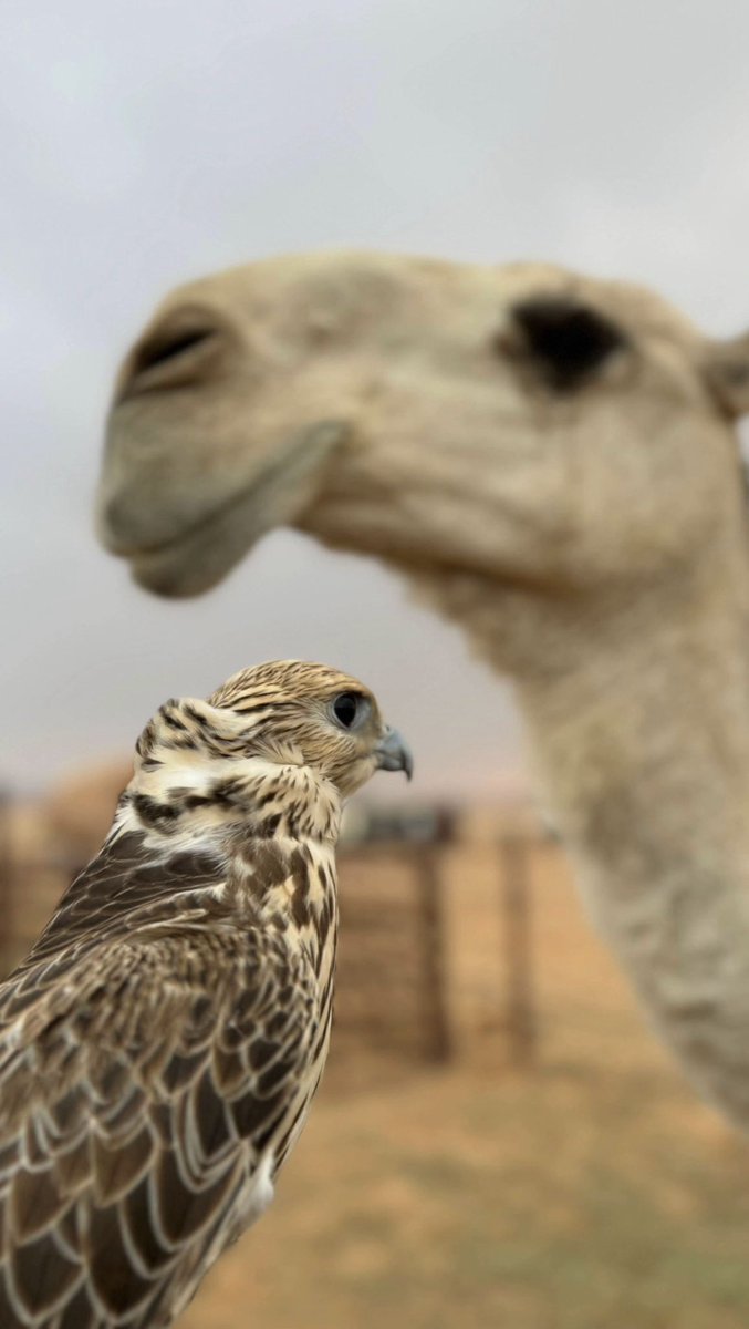 قفيت عنك ورافقتك السلامه ...
اقلاع نادر منوتن للطواريح

سيف عناد