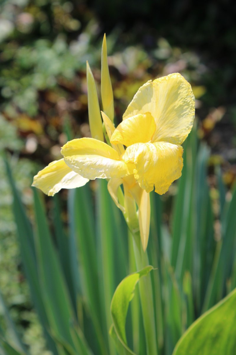 HermitsDaily's tweet photo. Golden Yellow Canna Lily in the Old Coot's Garden.    Pennsylvania.   #pennsylvaniagarden #pennsylvaniagardens #garden #gardening #gardener #canna #cannalily #cannalilyflower #growing #summer #spring #fall #autumn #beauty #eastcoast #greenery #bloom #blooms #oldfart #oldfarts https://t.co/moyCsPoHbH