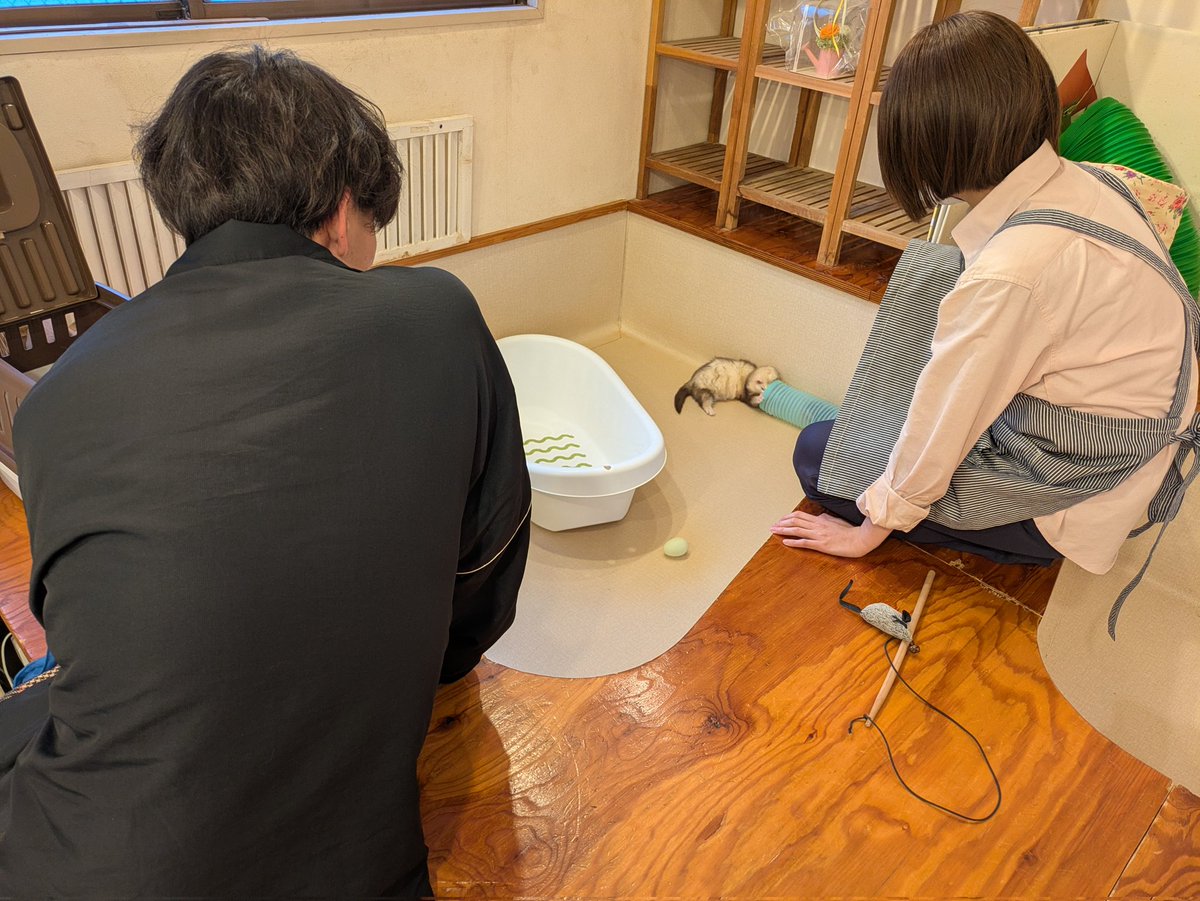 フェレット専門店フェレットリンク tweet media