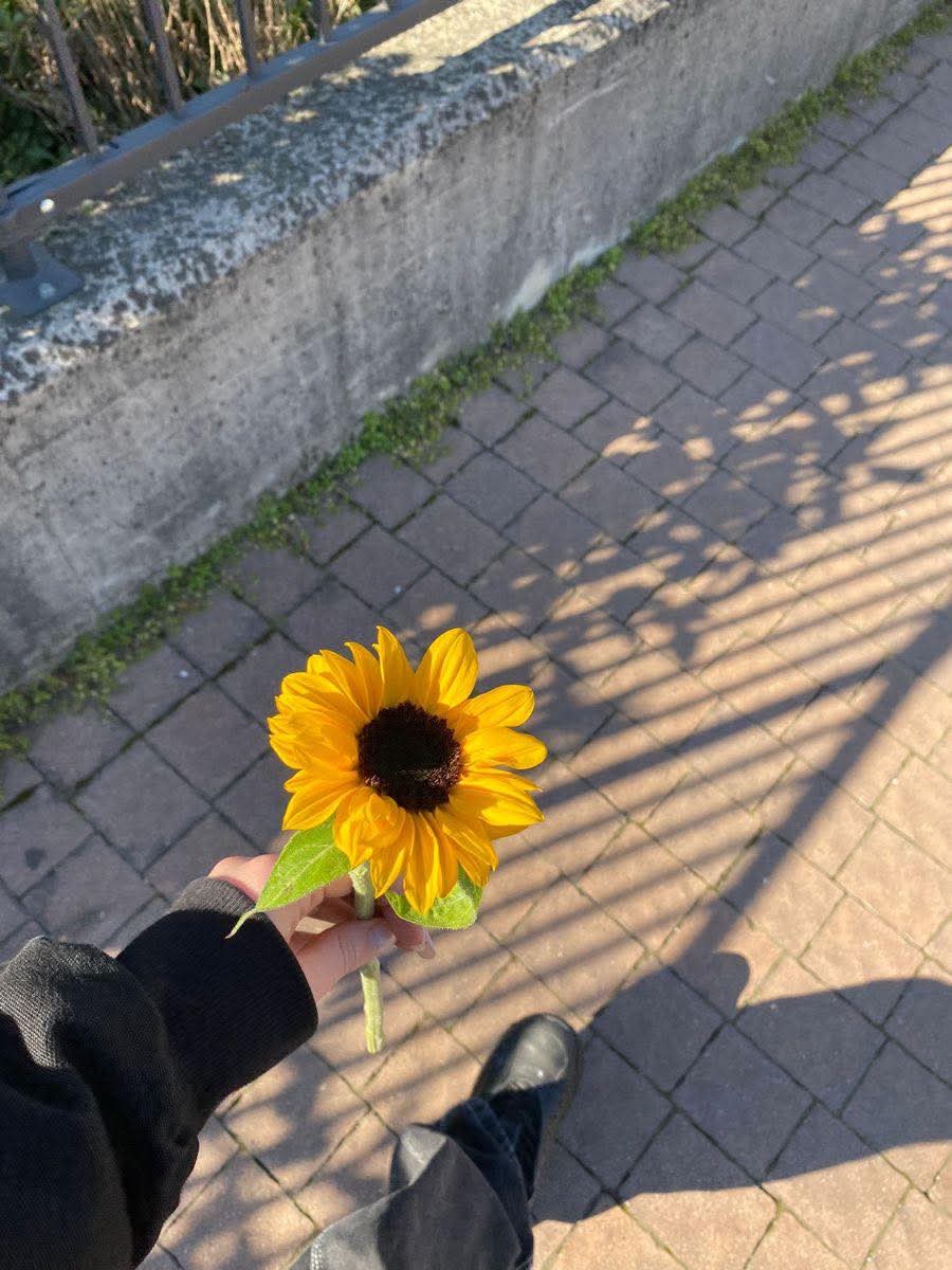 sunflower.🌻🤍 tweet media