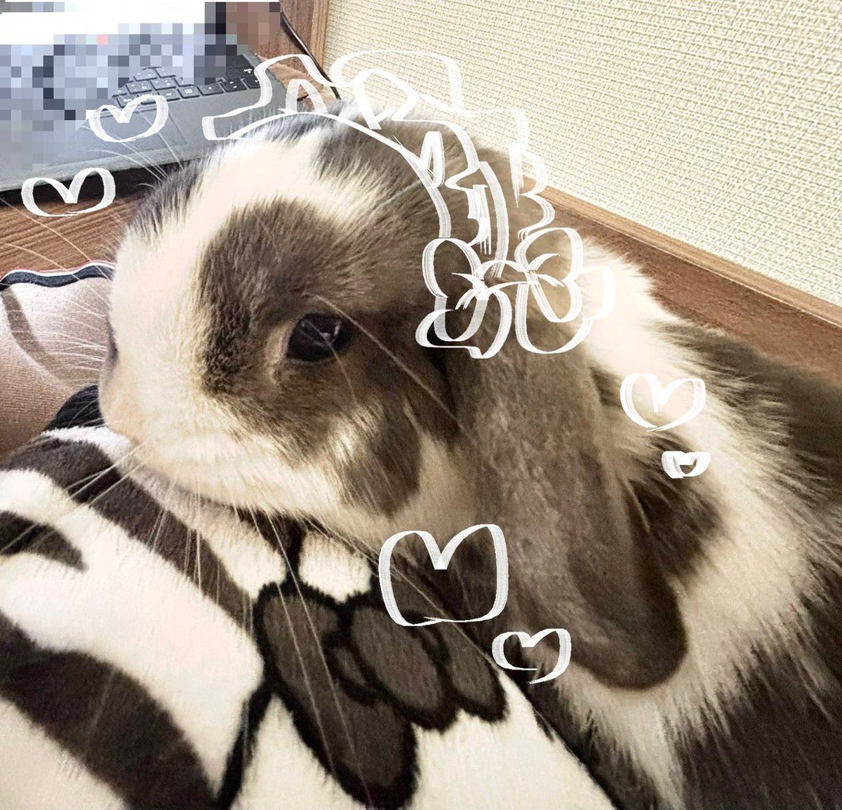 フリフリ似合いそう