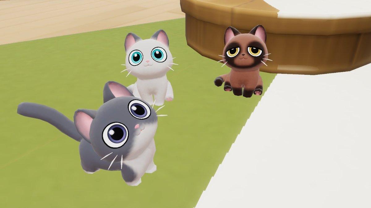 念願のたぬ猫に出会えたけど、やっぱ点目のたぬ猫がよくて泣く泣く見逃し…