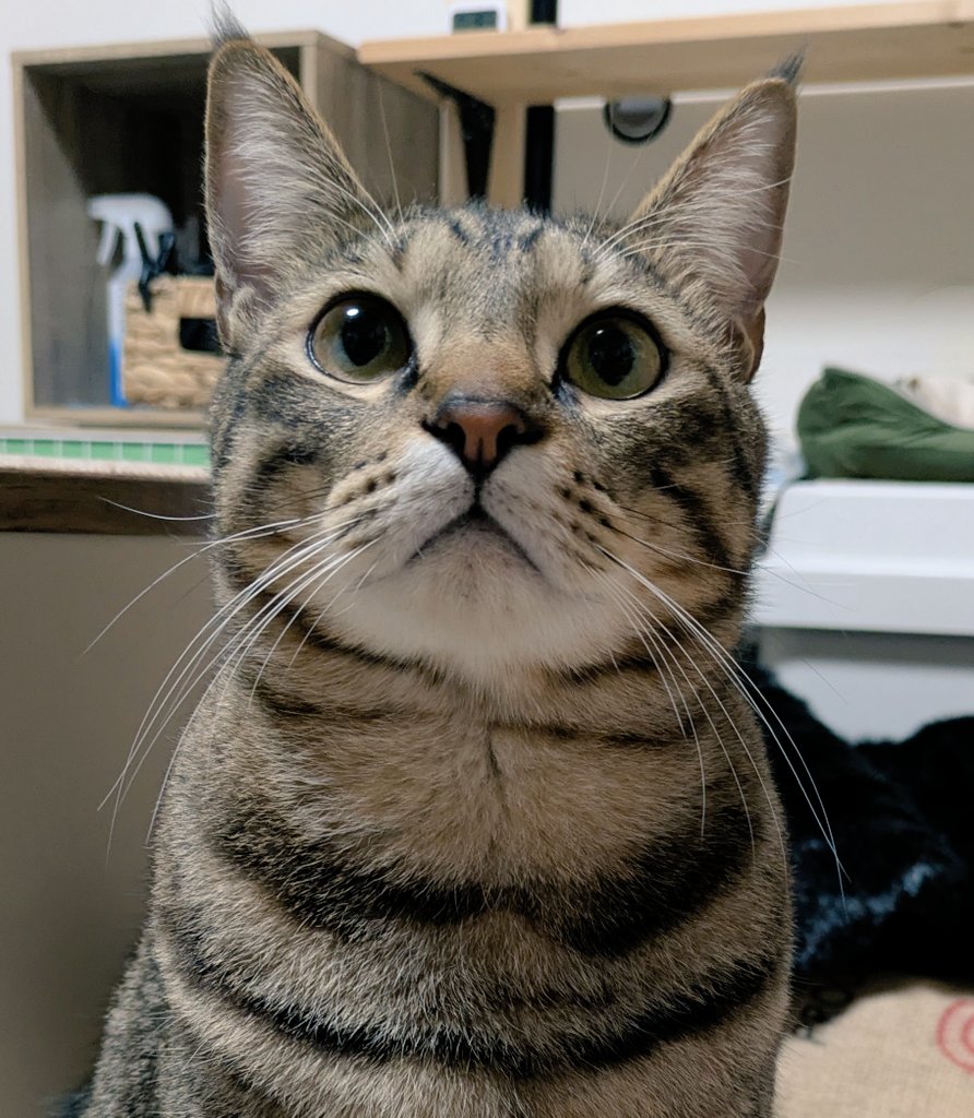 NERUcat_cat's tweet photo. ほんの１秒、写真のタイミングが違うだけでおもしろねちち https://t.co/DiTuBHs3Wk