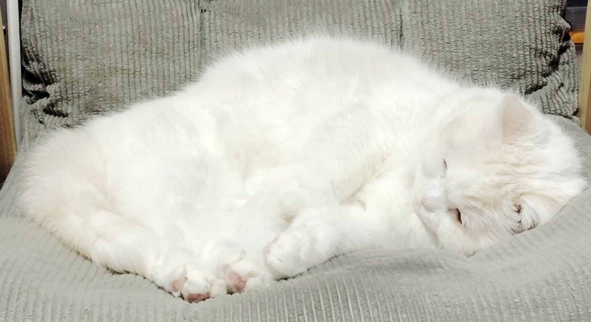 福ちゃん (@fukuchanwhite) / Posts / X