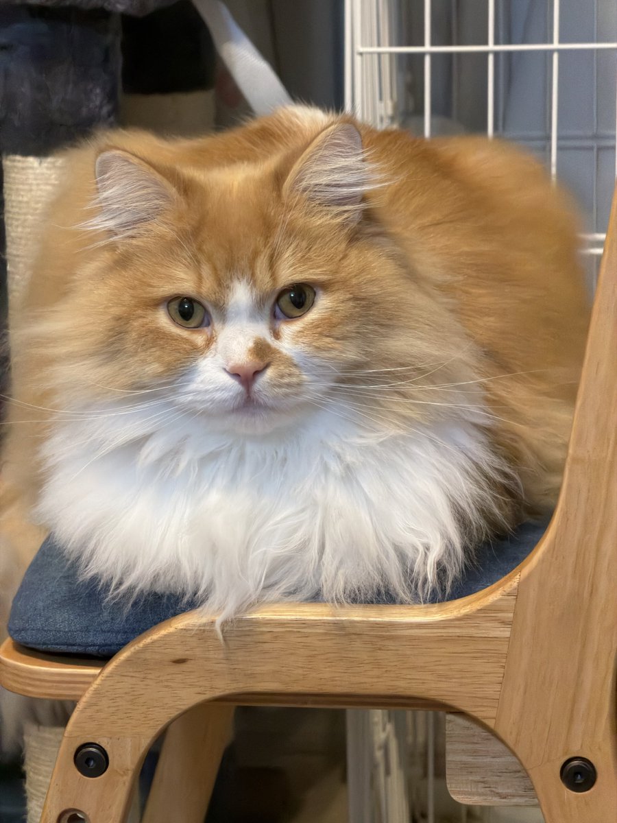 とても素敵なフォロワーさまです 皆さま♡⸜(* ॑꒳ ॑