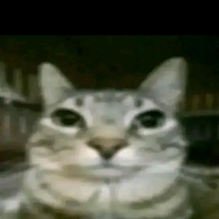 diggiedawg ○● tweet media