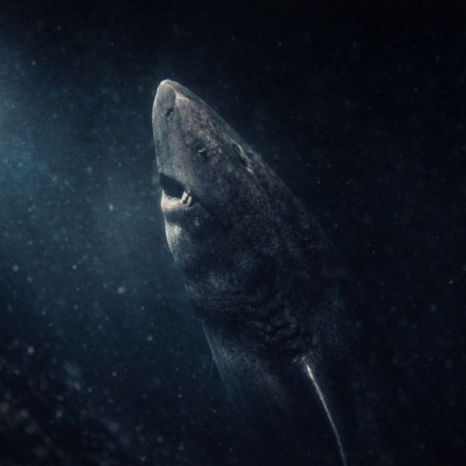 remix100x's tweet photo. Quiet price. Strong believers.
$SHARK doesn’t scream — it waits.
that’s the best time to enter. 🦈 https://t.co/ZswkkdtRug