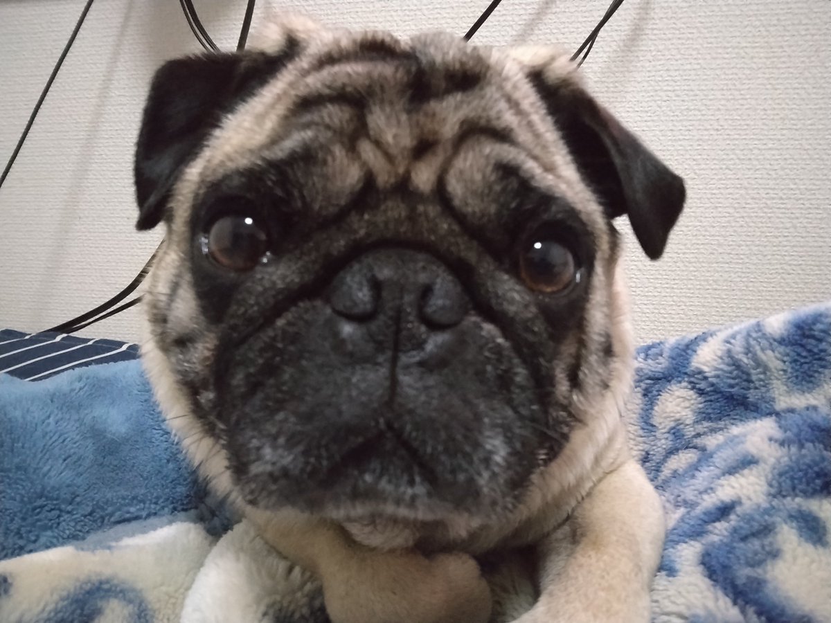 パグ好きです。パグを見ると笑顔になります。 可愛いです。